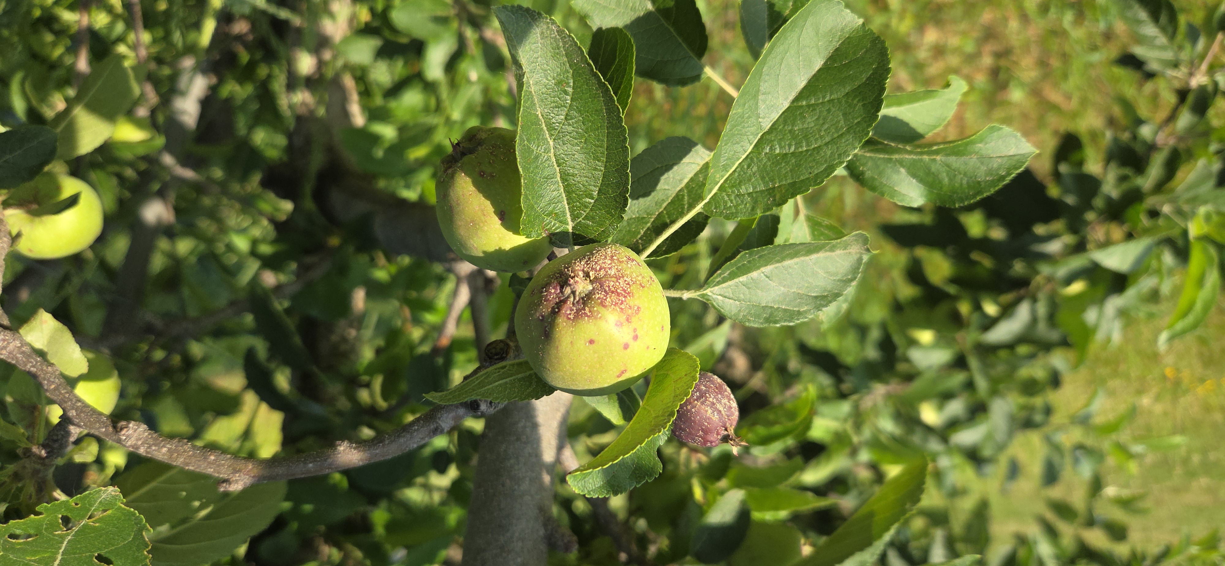 Blemishes on hanging apple fruit caused by San Jose scale.